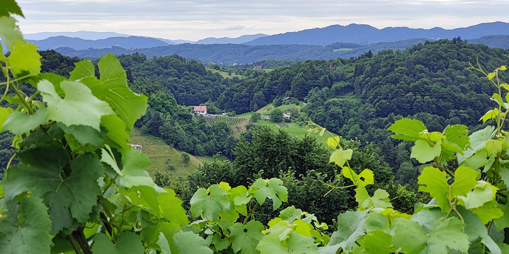 The Wines Of Tajerska Slovenija Hudin