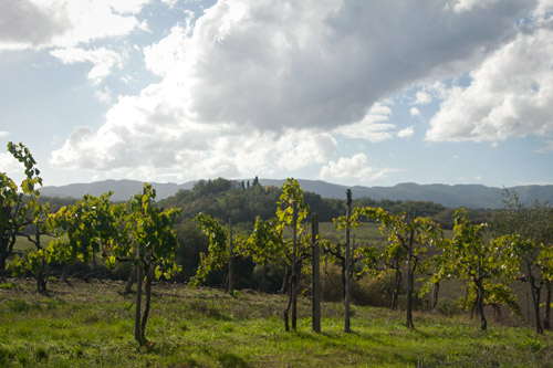 pancole-vineyard